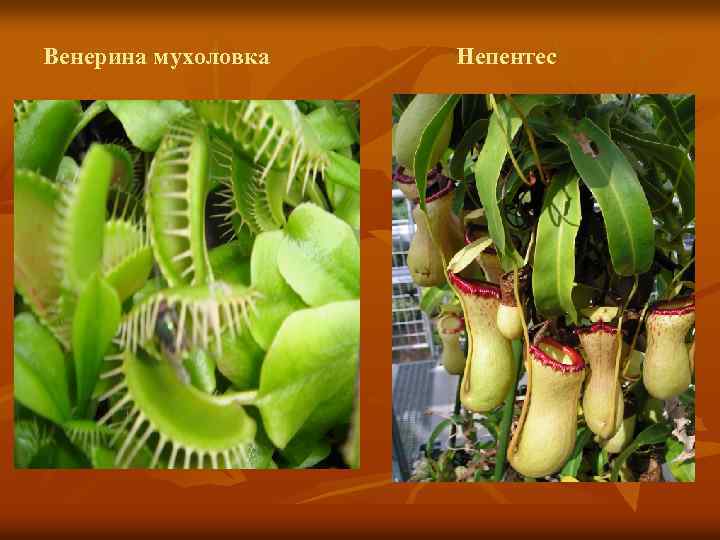 Венерина мухоловка Непентес 