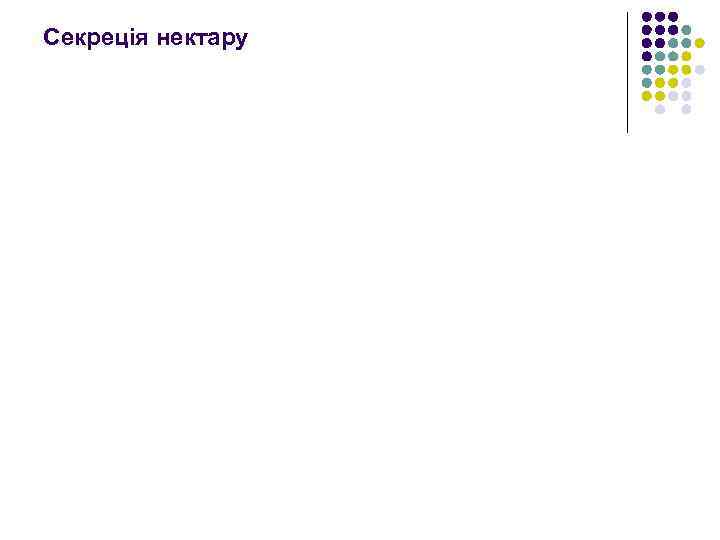 Секреція нектару 