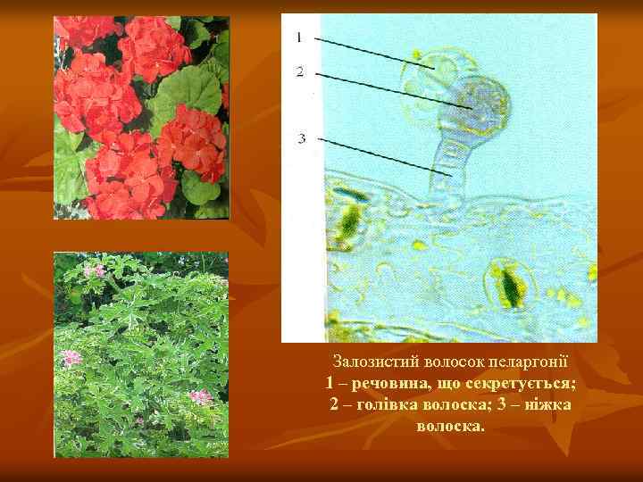 Залозистий волосок пеларгонії 1 – речовина, що секретується; 2 – голівка волоска; 3 –