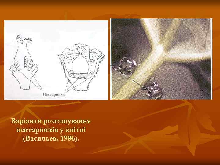 Варіанти розташування нектарників у квітці (Васильев, 1986). 