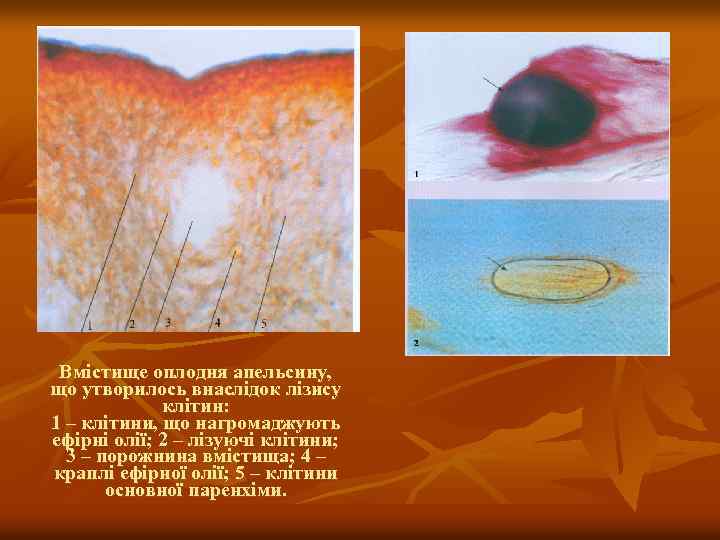 Вмістище оплодня апельсину, що утворилось внаслідок лізису клітин: 1 – клітини, що нагромаджують ефірні