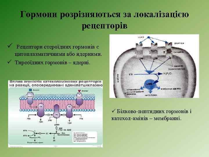 Гормони розрізняються за локалізацією рецепторів ü Рецептори стероїдних гормонів є цитоплазматичними або ядерними. ü
