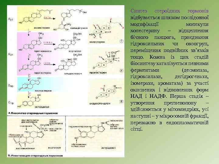 Синтез стероїдних гормонів відбувається шляхом послідовної модифікації молекули холестерину – відщеплення бічного ланцюга, приєднання