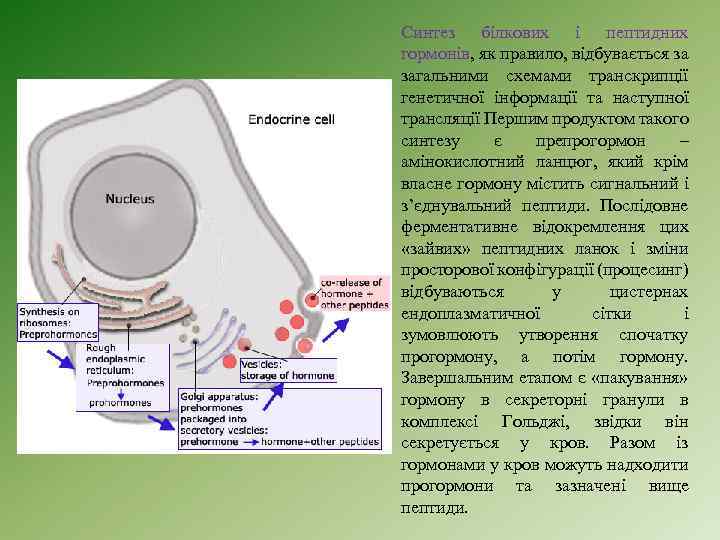 Синтез білкових і пептидних гормонів, як правило, відбувається за загальними схемами транскрипції генетичної інформації