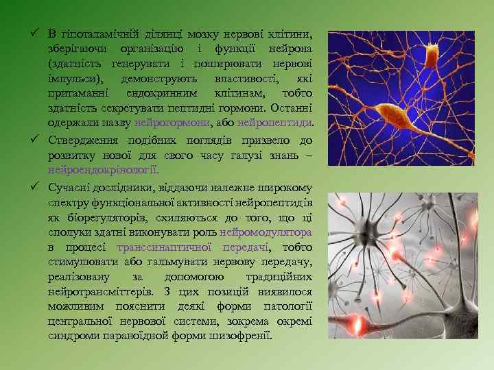 ü В гіпоталамічній ділянці мозку нервові клітини, зберігаючи організацію і функції нейрона (здатність генерувати