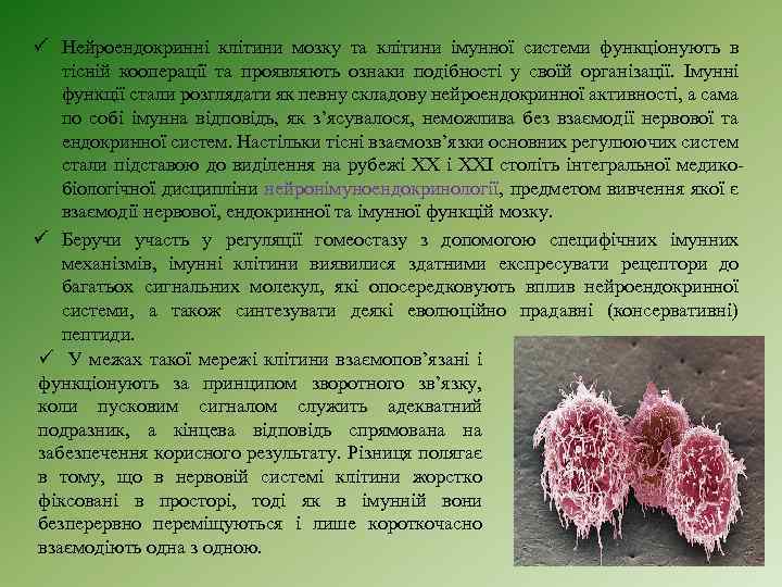 ü Нейроендокринні клітини мозку та клітини імунної системи функціонують в тісній кооперації та проявляють