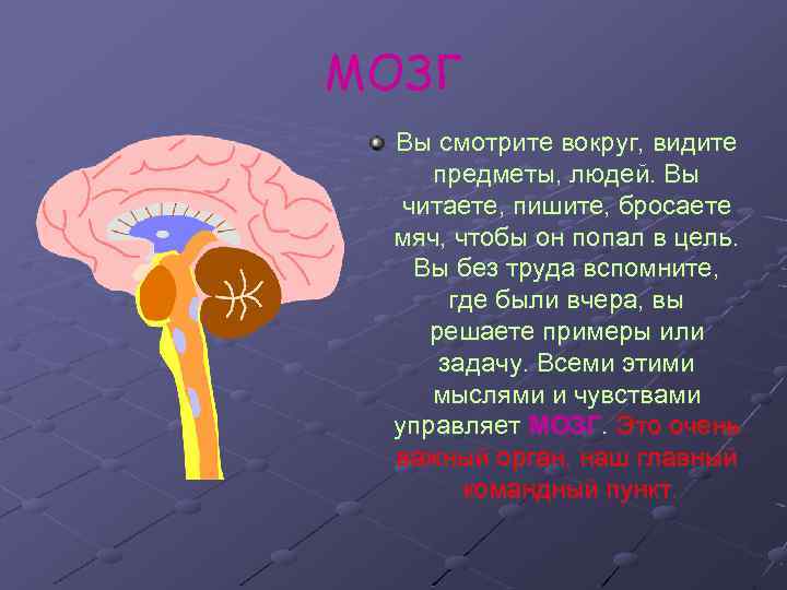 МОЗГ Вы смотрите вокруг, видите предметы, людей. Вы читаете, пишите, бросаете мяч, чтобы он