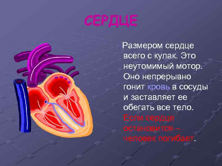 СЕРДЦЕ Размером сердце всего с кулак. Это неутомимый мотор. Оно непрерывно гонит кровь в