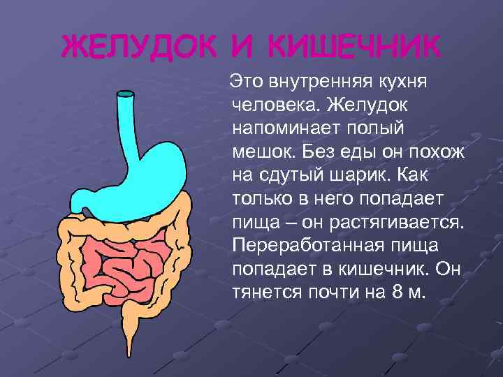 ЖЕЛУДОК И КИШЕЧНИК Это внутренняя кухня человека. Желудок напоминает полый мешок. Без еды он