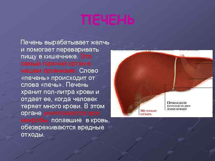 ПЕЧЕНЬ Печень вырабатывает желчь и помогает переваривать пищу в кишечнике. Это самый горячий орган