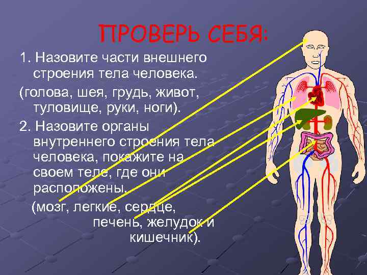 ПРОВЕРЬ СЕБЯ: 1. Назовите части внешнего строения тела человека. (голова, шея, грудь, живот, туловище,