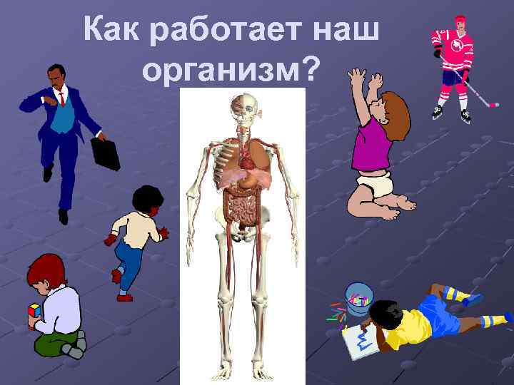 Как работает наш организм? 