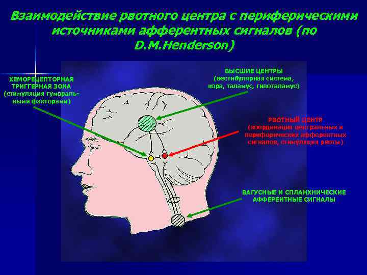 Взаимодействие рвотного центра с периферическими источниками афферентных сигналов (по D. M. Henderson) ХЕМОРЕЦЕПТОРНАЯ ТРИГГЕРНАЯ