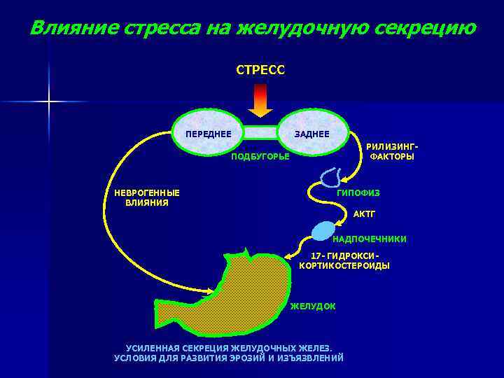 Центр желудочного сокоотделения расположен. Средства влияющие на секрецию желудка. Препараты влияющие на желудочную секрецию. Влияние стресса на желудочную секрецию. Средства, влияющие на секреторные железы желудка.