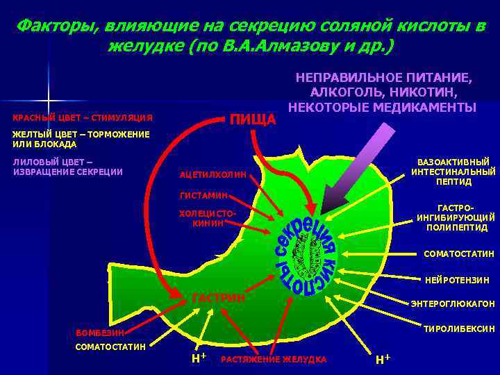 Соляная кислота в желудке. Секреция соляной кислоты в желудке. Схема секреции соляной кислоты в желудке. Механизм образования соляной кислоты в желудке. Факторы влияющие на секрецию соляной кислоты в желудке.