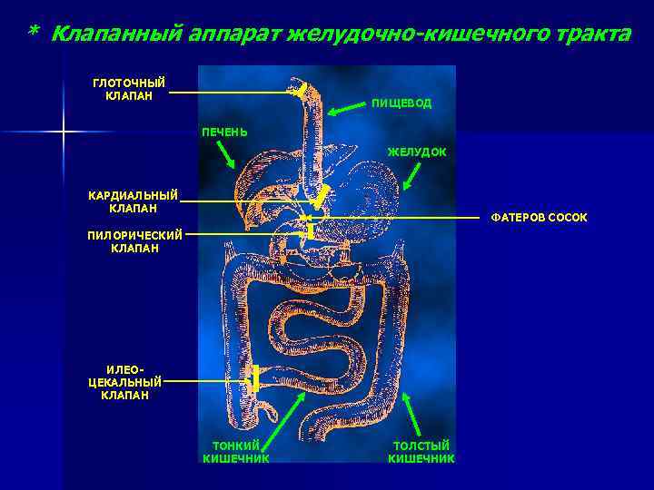 Клапан желудка. Клапаны ЖКТ человека. Схема клапанов в ЖКТ человека. Клапанный аппарат желудка.