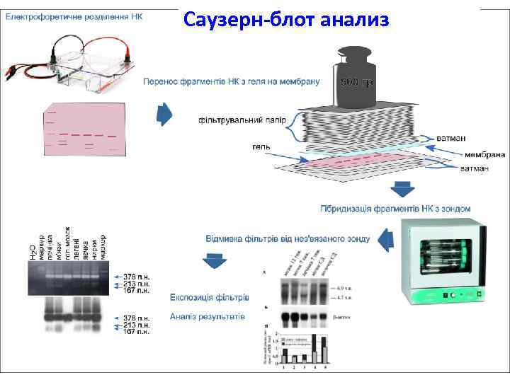 Саузерн блоттинг қазақша презентация