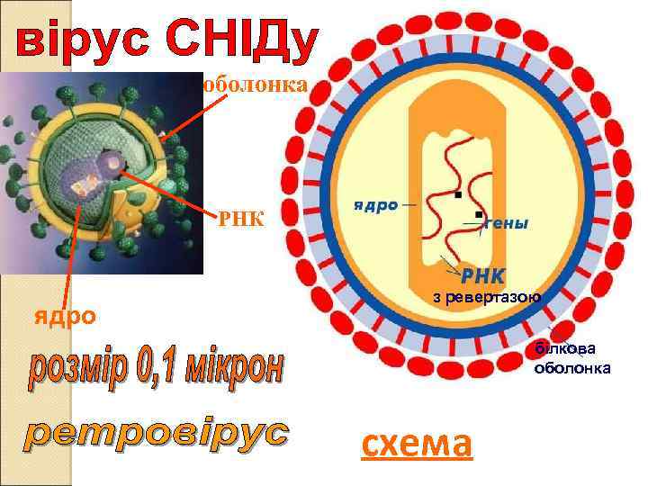 оболонка РНК ядро з ревертазою білкова оболонка глікопротеїд схема 