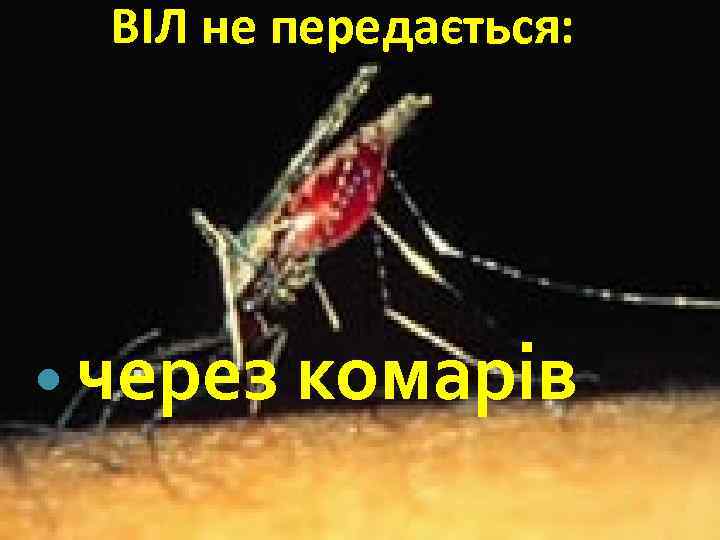 ВІЛ не передається: через комарів 