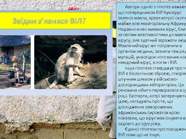 Автори однієї з гіпотез важают що попередником ВІЛ був вірус зеленої мавпи, ареал котрої