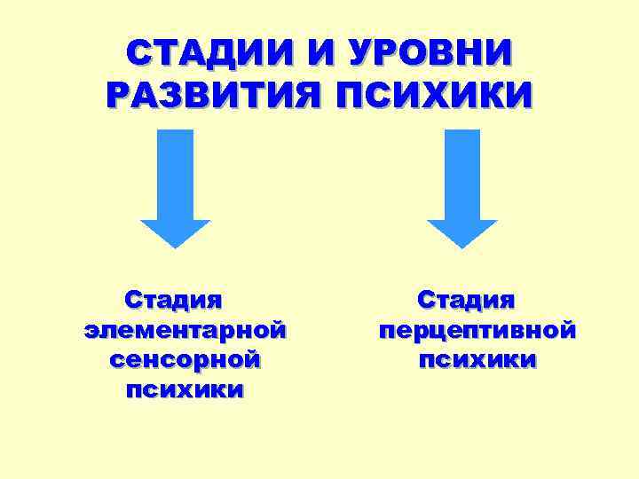 СТАДИИ И УРОВНИ РАЗВИТИЯ ПСИХИКИ Стадия элементарной сенсорной психики Стадия перцептивной психики 
