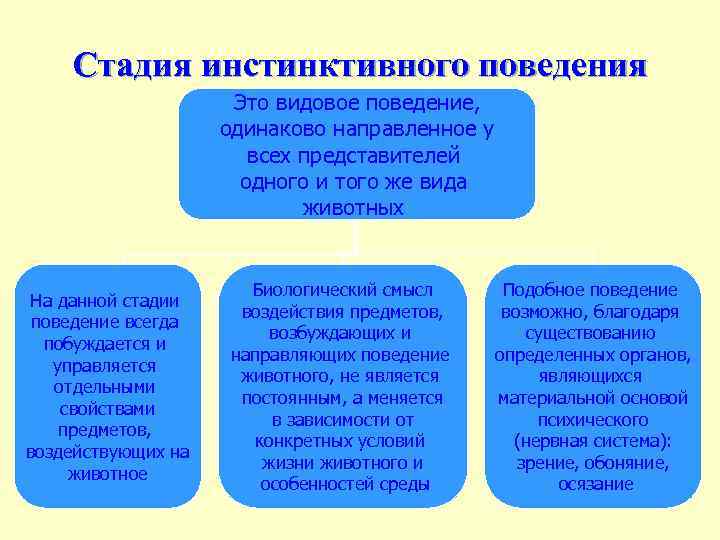 Стадия инстинктивного поведения Это видовое поведение, одинаково направленное у всех представителей одного и того