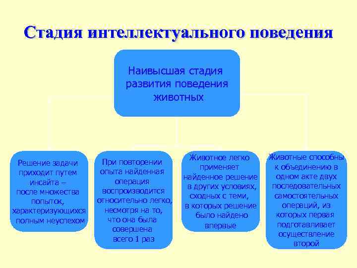 Стадия интеллектуального поведения Наивысшая стадия развития поведения животных Решение задачи приходит путем инсайта –