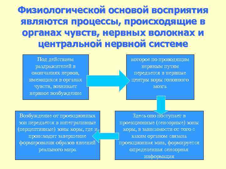 Физиологической основой восприятия являются процессы, происходящие в органах чувств, нервных волокнах и центральной нервной