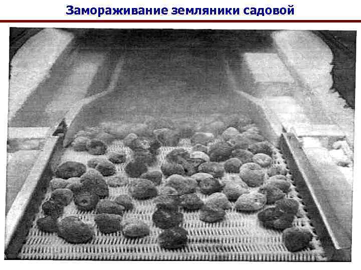 Замораживание земляники садовой 