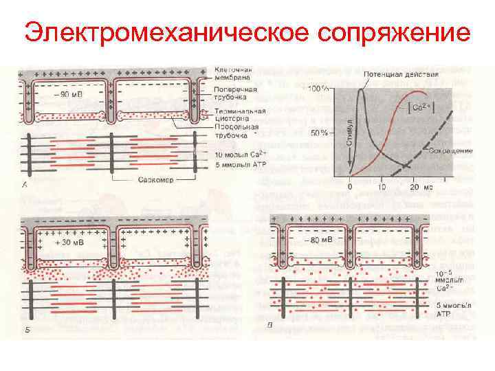 Электромеханическое сопряжение 