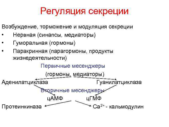 Регуляция секреции Возбуждение, торможение и модуляция секреции • Нервная (синапсы, медиаторы) • Гуморальная (гормоны)