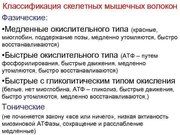 Классификация скелетных мышечных волокон Фазические: • Медленные окислительного типа (красные, миоглобин, поддержание позы, медленно