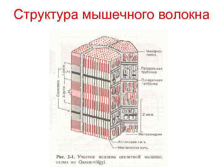 Структура мышечного волокна 