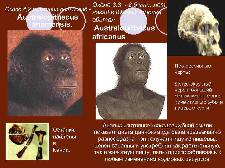 Около 4, 2 миллиона лет назад - Australopithecus anamensis. Около 3. 3 - 2.
