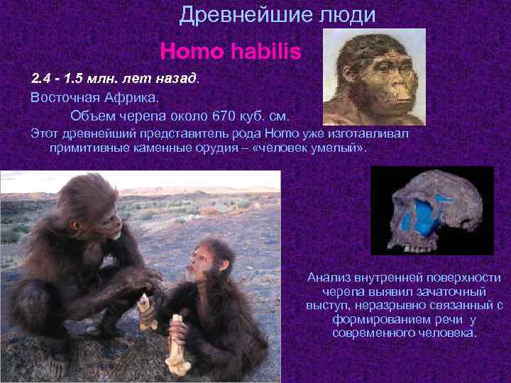  Древнейшие люди Homo habilis 2. 4 - 1. 5 млн. лет назад. Восточная