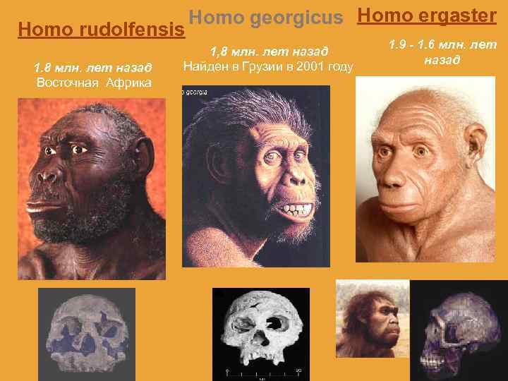 Homo rudolfensis 1. 8 млн. лет назад Восточная Африка Homo georgicus Homo ergaster 1,