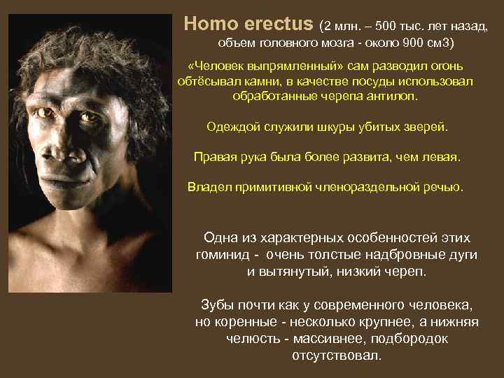 Homo erectus (2 млн. – 500 тыс. лет назад, объем головного мозга - около
