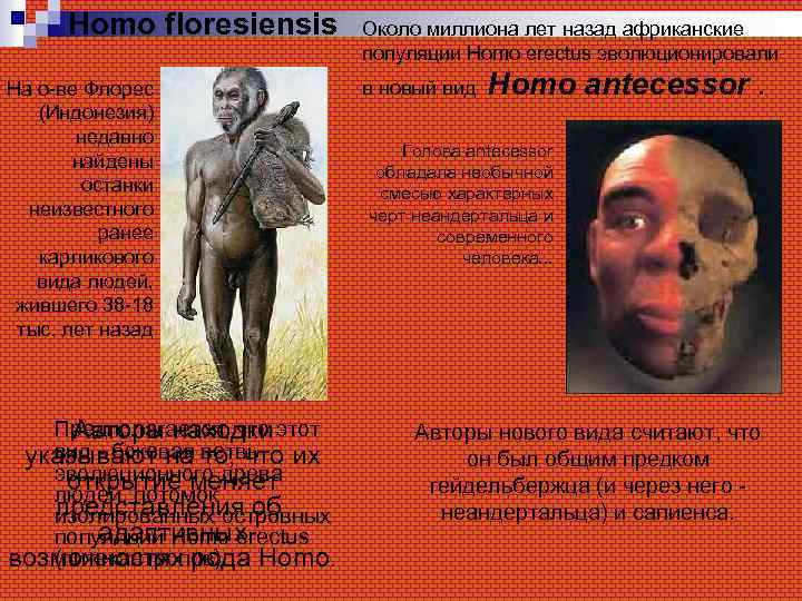 Homo floresiensis На о-ве Флорес (Индонезия) недавно найдены останки неизвестного ранее карликового вида людей,