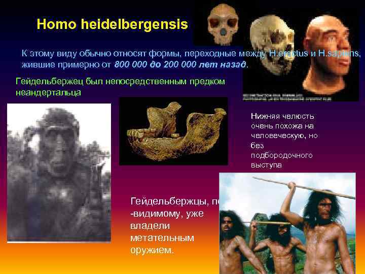 Homo heidelbergensis К этому виду обычно относят формы, переходные между H. erectus и H.