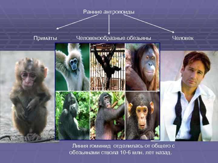  Ранние антропоиды Приматы Человекообразные обезьяны Человек Линия гоминид отделилась от общего с обезьянами