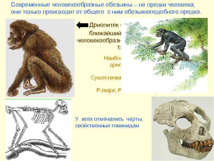 Современные человекообразные обезьяны – не предки человека, они только происходят от общего с ним