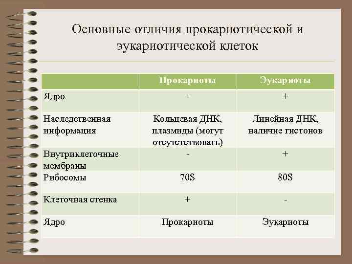 Основные отличия прокариотической и эукариотической клеток Прокариоты Ядро Наследственная информация Внутриклеточные мембраны Рибосомы Клеточная