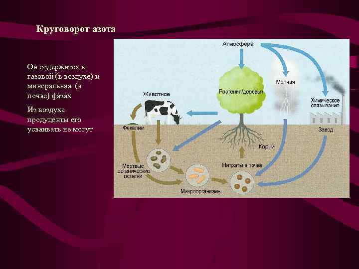 Какие организмы усваивают азот из атмосферы. Круговорот веществ в природе азот. Схему круговорота вещества в биосфере азот. Цикл азота в биосфере. Круговорот азота кислорода углерода в природе.