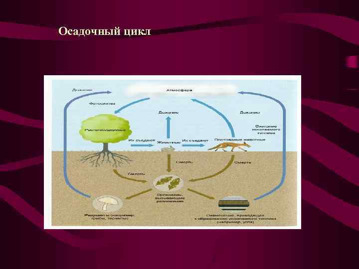 Осадочный цикл 