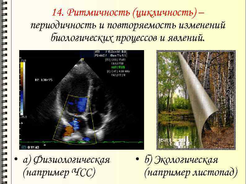 14. Ритмичность (цикличность) – периодичность и повторяемость изменений биологических процессов и явлений. • а)