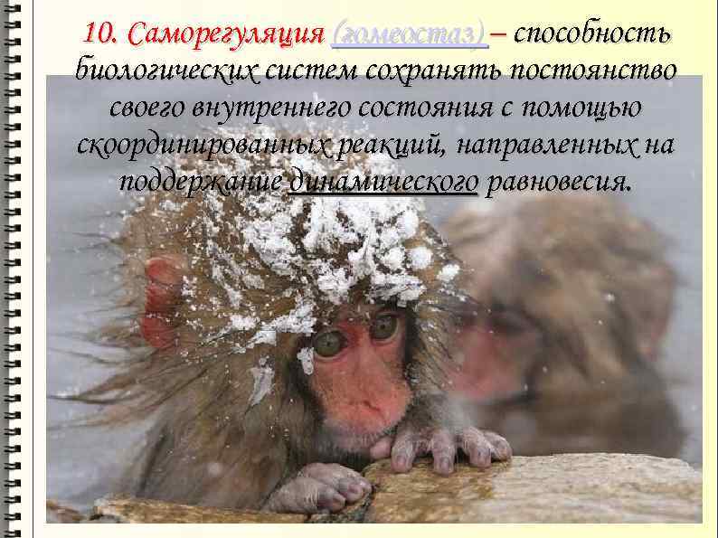 10. Саморегуляция (гомеостаз) – способность биологических систем сохранять постоянство своего внутреннего состояния с помощью