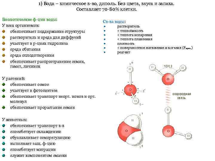 1) Вода – химическое в-во, диполь. Без цвета, вкуса и запаха. Составляет 70 -80%