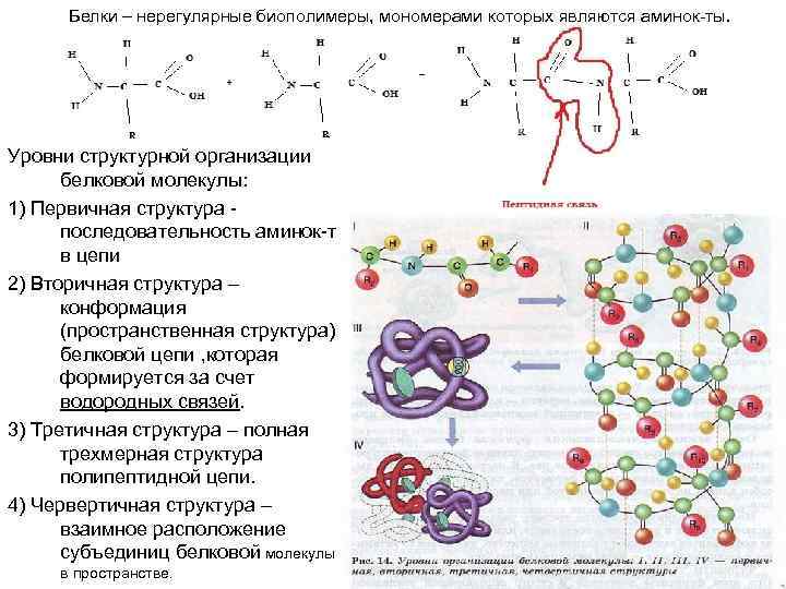 Первичный уровень структурной организации белковой молекулы. Структура белков биология 10 класс. Уровень организации третичной структуры белка. Мономерами биополимеров являются