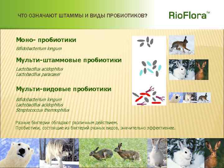 ЧТО ОЗНАЧАЮТ ШТАММЫ И ВИДЫ ПРОБИОТИКОВ? Моно- пробиотики Bifidobacterium longum Мульти-штаммовые пробиотики Lactobacillus acidophilus