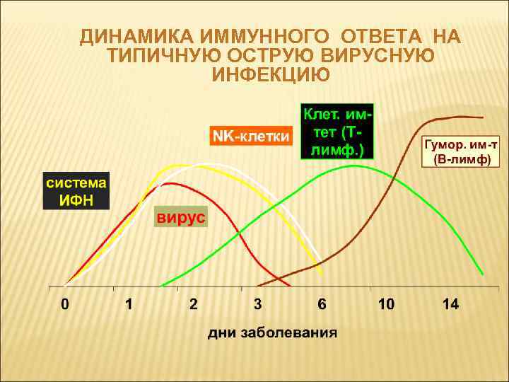 ДИНАМИКА ИММУННОГО ОТВЕТА НА ТИПИЧНУЮ ОСТРУЮ ВИРУСНУЮ ИНФЕКЦИЮ 
